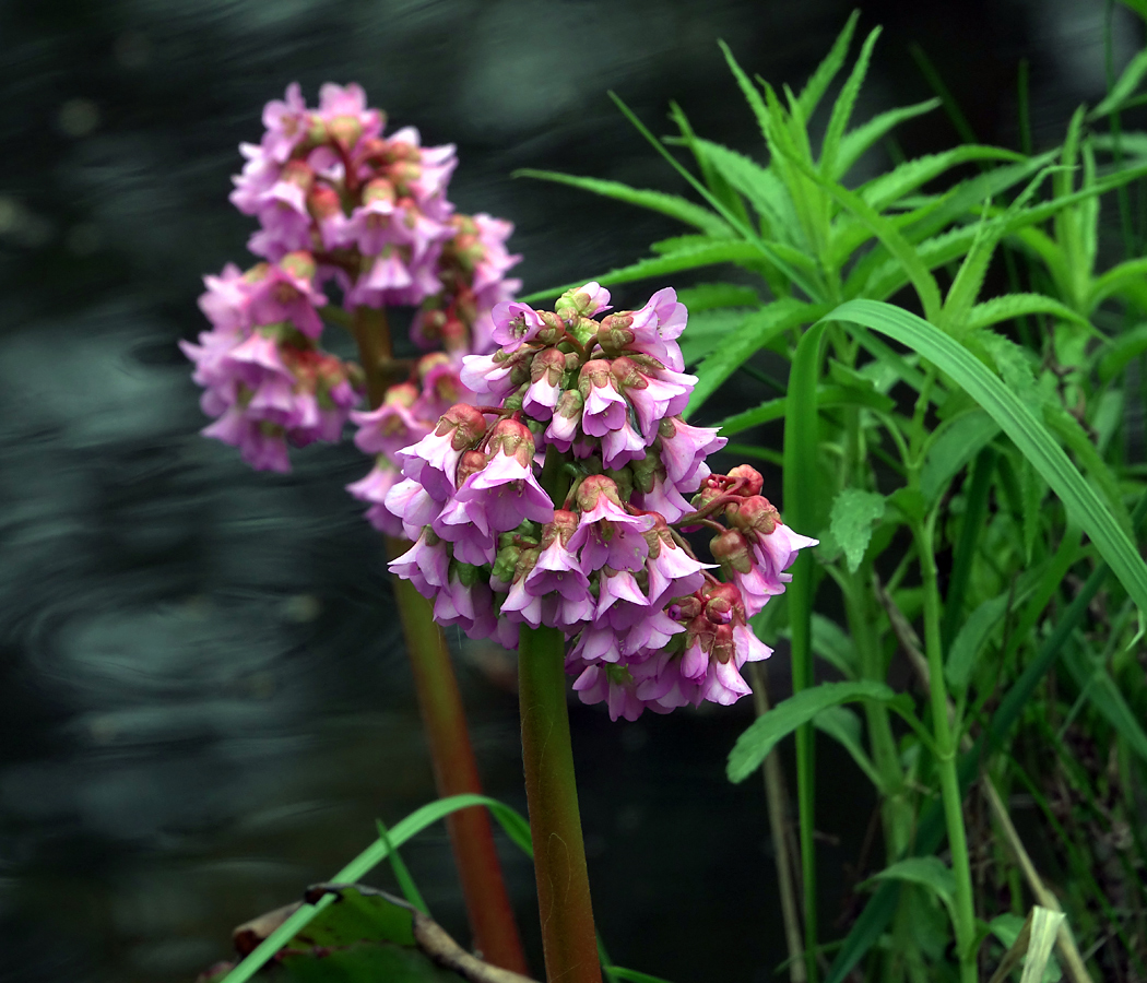 Image of Bergenia crassifolia specimen.