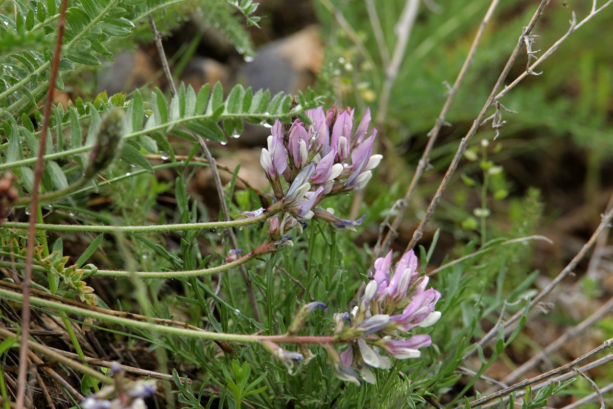 Изображение особи род Oxytropis.