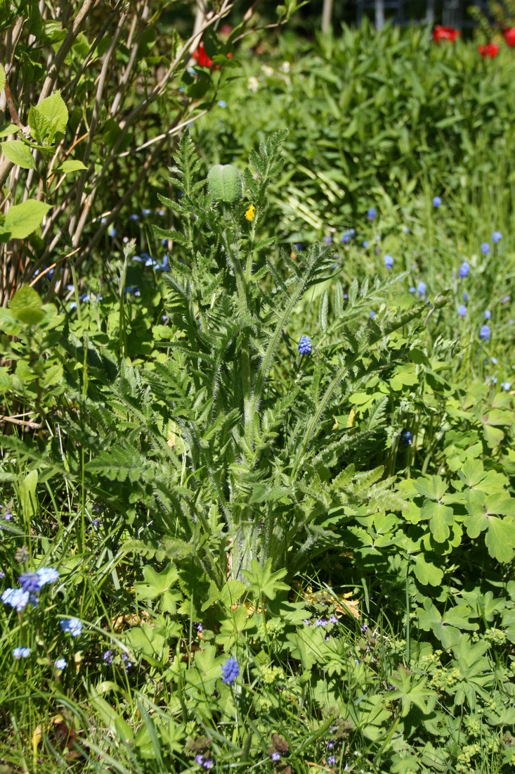 Изображение особи Papaver setiferum.