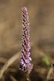 Psylliostachys suworowii. Соцветие. Восточная граница пустыни Кызылкум. 02.05.2010.