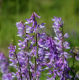 Vicia tenuifolia. Соцветие. Пермский край, г. Пермь, Кировский р-н, суходольный луг вдоль склона песчаного карьера. 16.06.2020.
