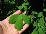 Aquilegia glandulosa × A. vulgaris