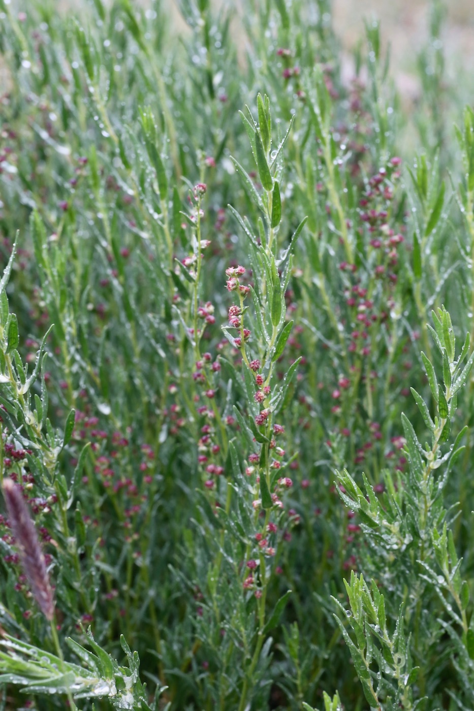 Изображение особи Artemisia pamirica.