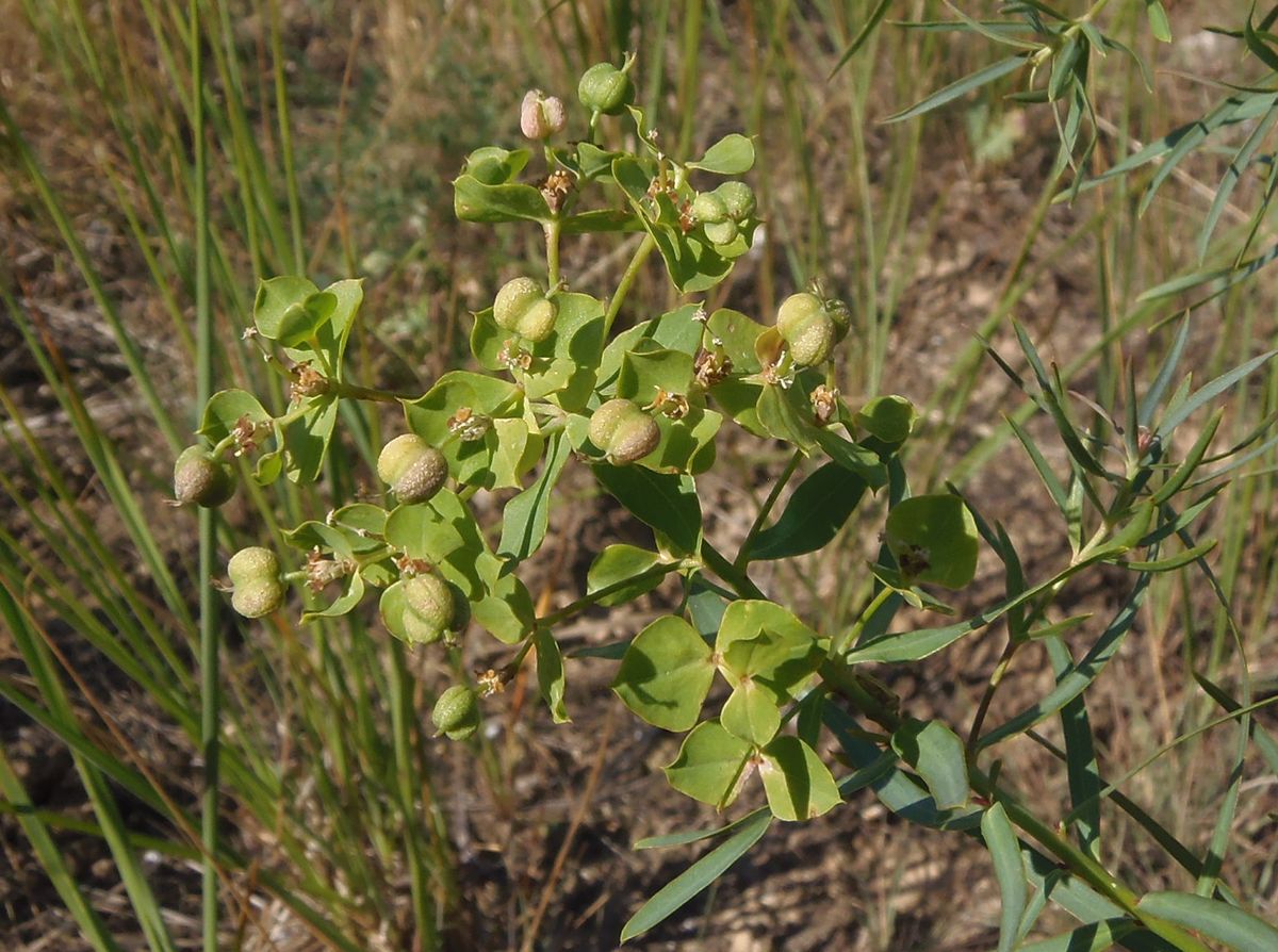 Изображение особи Euphorbia esula.