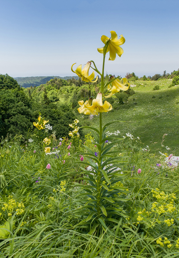 Image of Lilium monadelphum specimen.