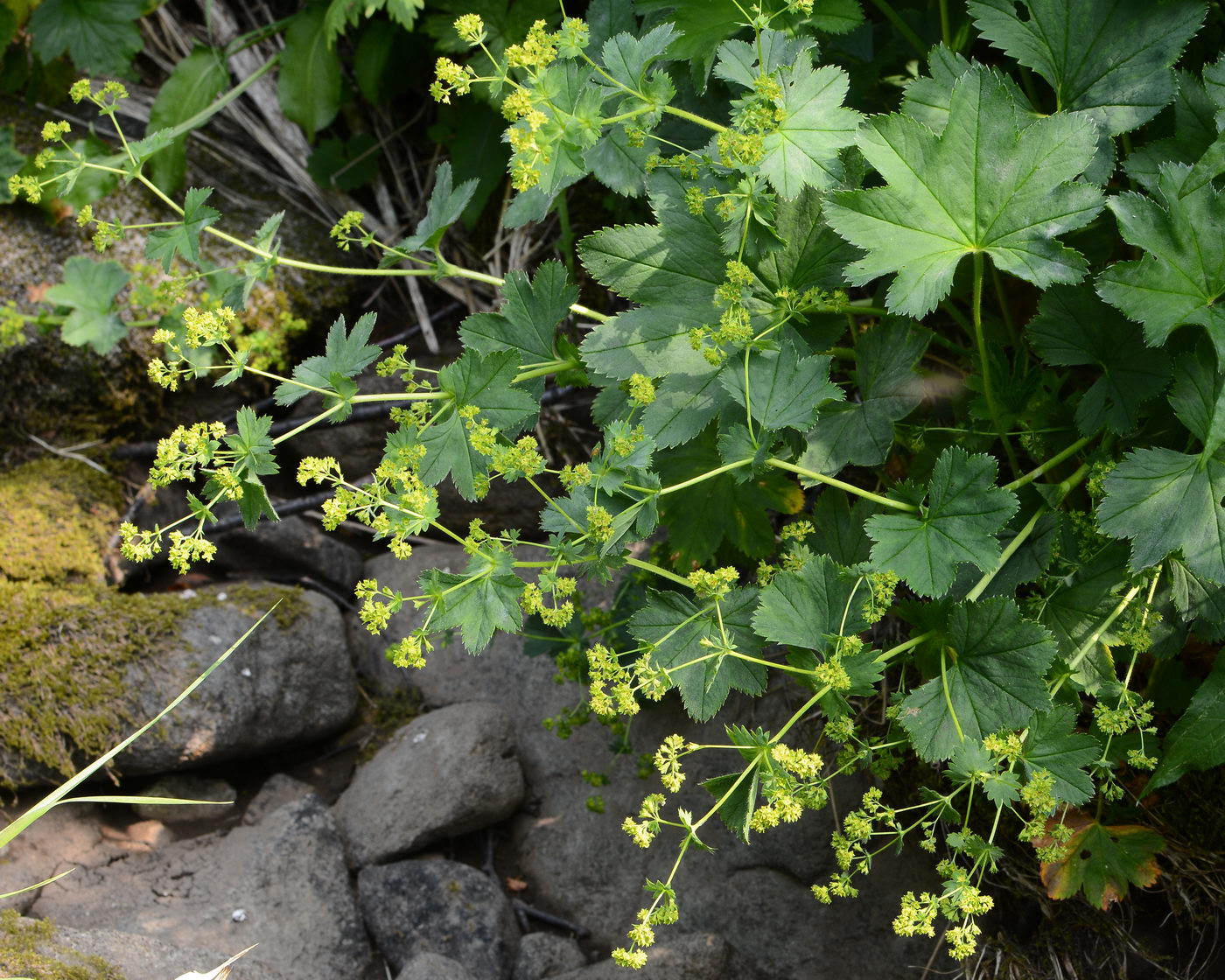 Изображение особи род Alchemilla.