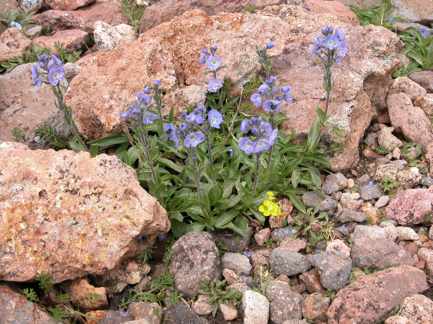 Image of Veronica gentianoides specimen.