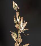 Image of taxon representative. Author is Татьяна Мальчинская