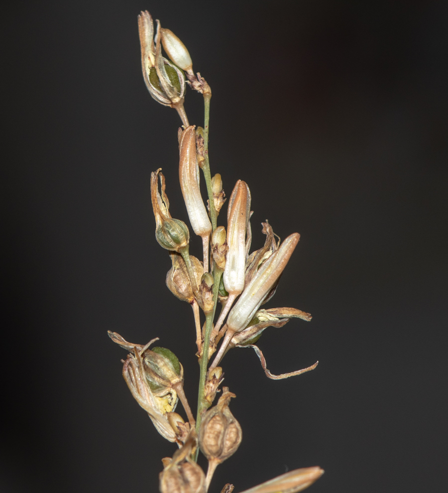 Изображение особи Chlorophytum saundersiae.