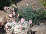 Dianthus