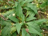 Cirsium helenioides