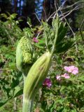 Heracleum sibiricum