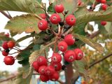 Sorbus intermedia