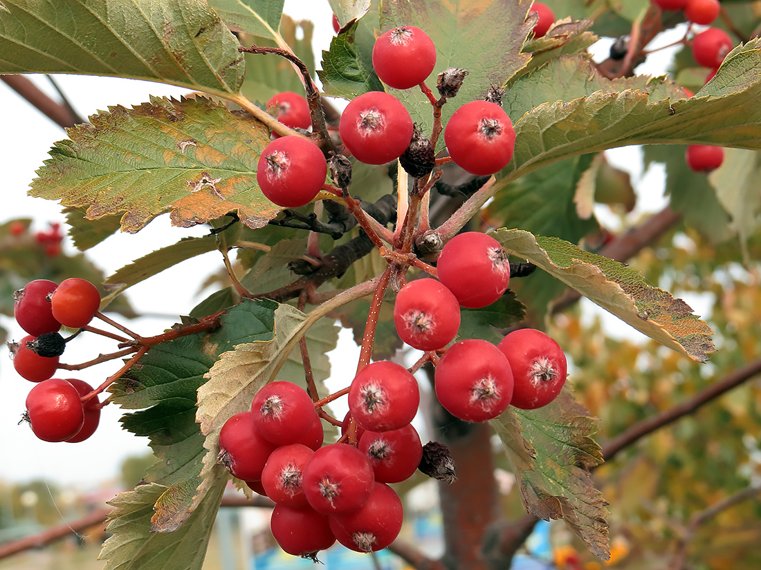 Изображение особи Sorbus intermedia.