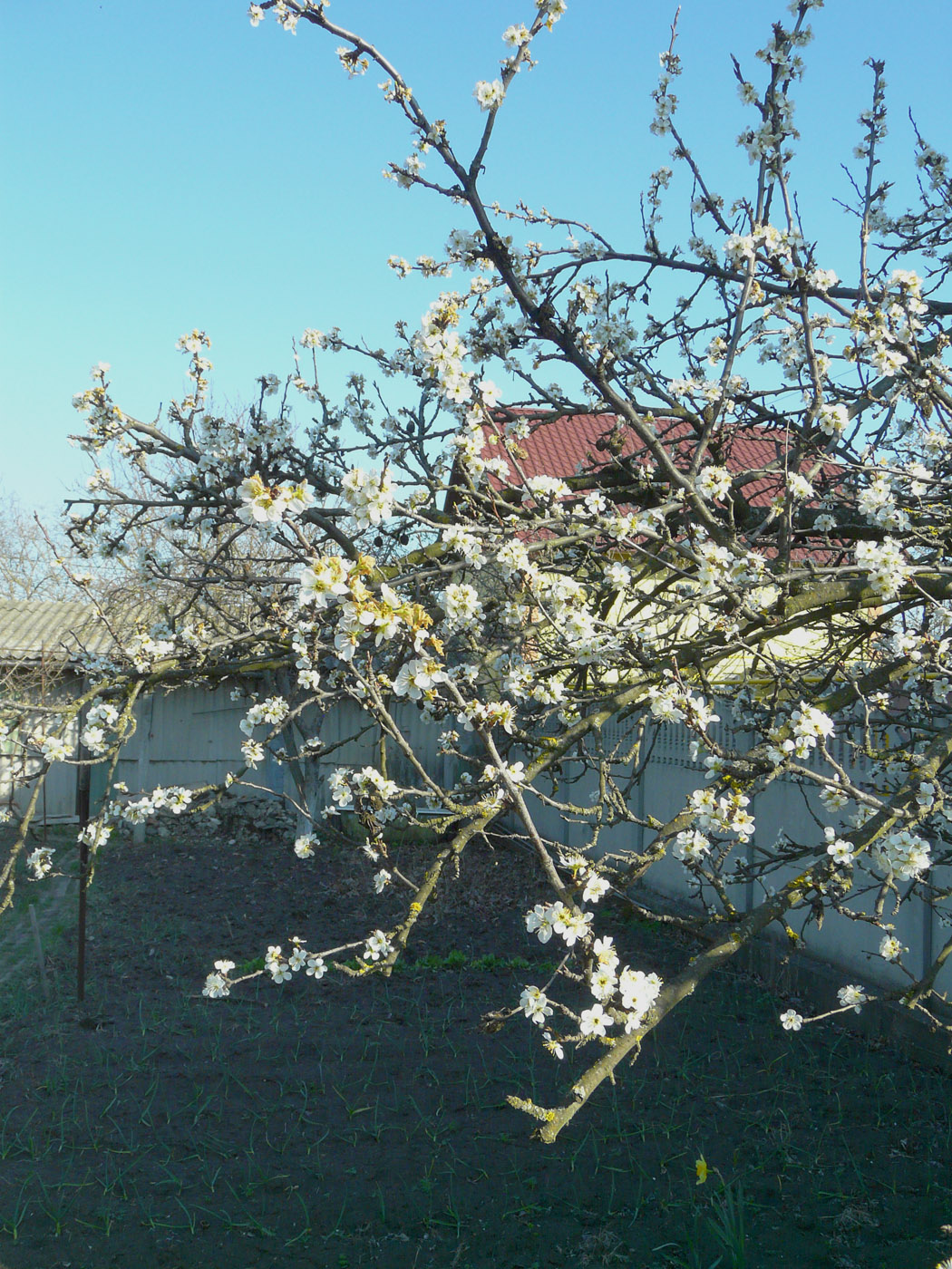 Image of Prunus domestica specimen.