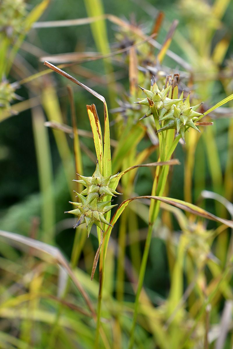 Image of Carex grayi specimen.