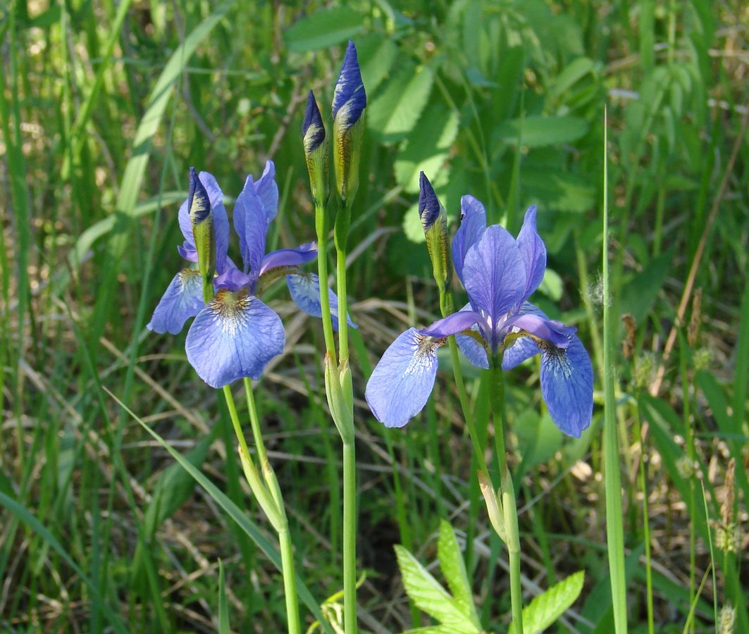 Image of Iris sanguinea specimen.