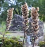 genus Ligularia