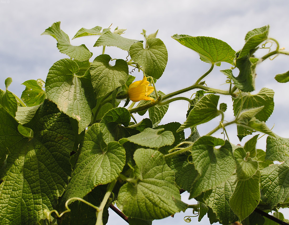 Изображение особи Thladiantha dubia.