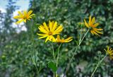 Helianthus tuberosus. Верхушки побегов с соцветиями. Челябинская обл., Сосновский р-н, пос. Кременкуль, в культуре. 27.07.2020.