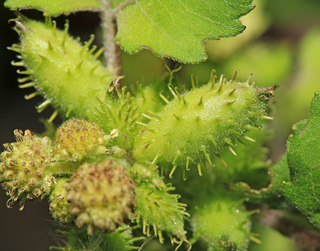 Image of Xanthium strumarium specimen.