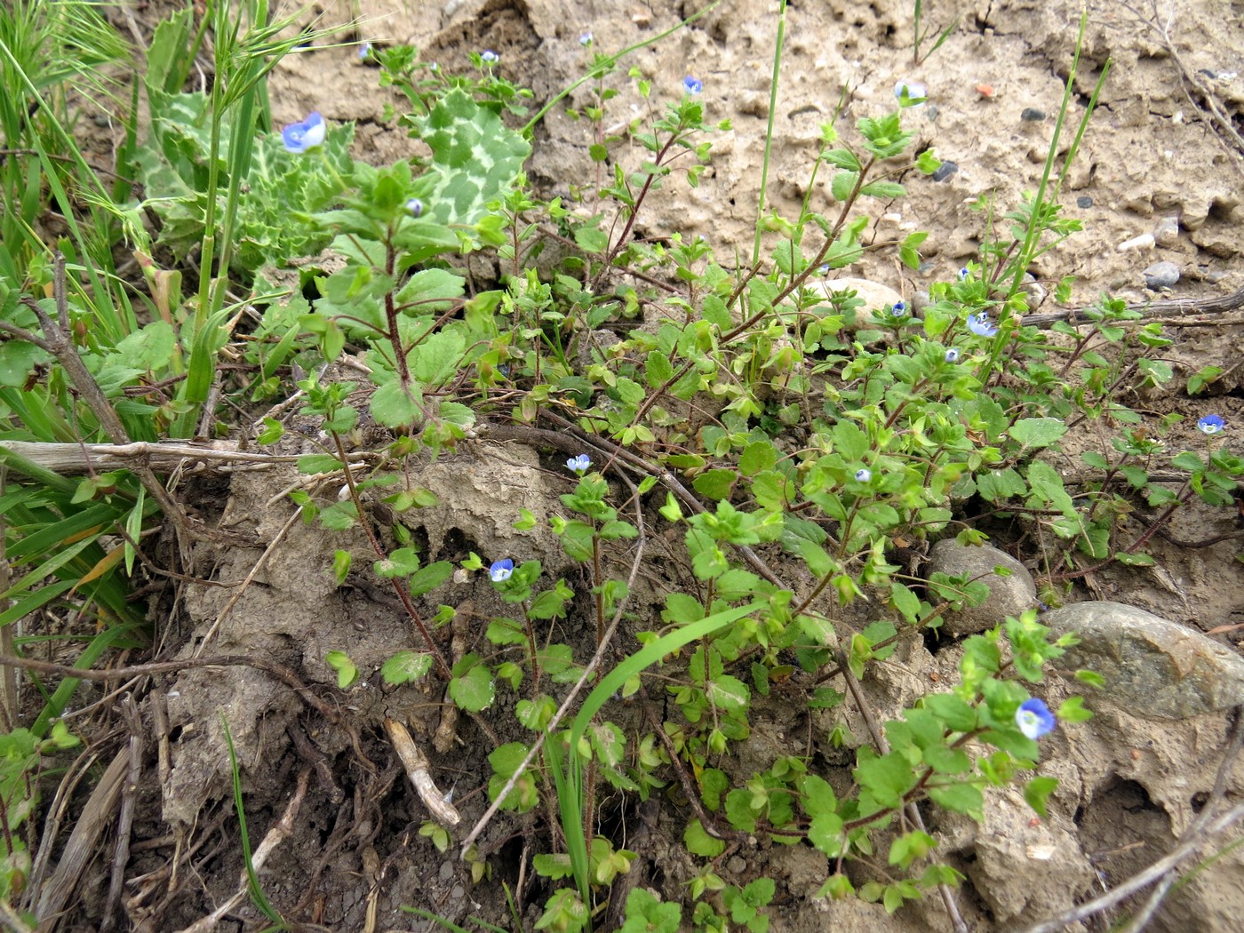 Image of Veronica persica specimen.