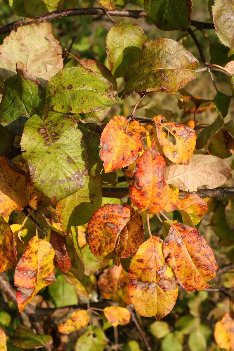 Изображение особи Malus domestica.