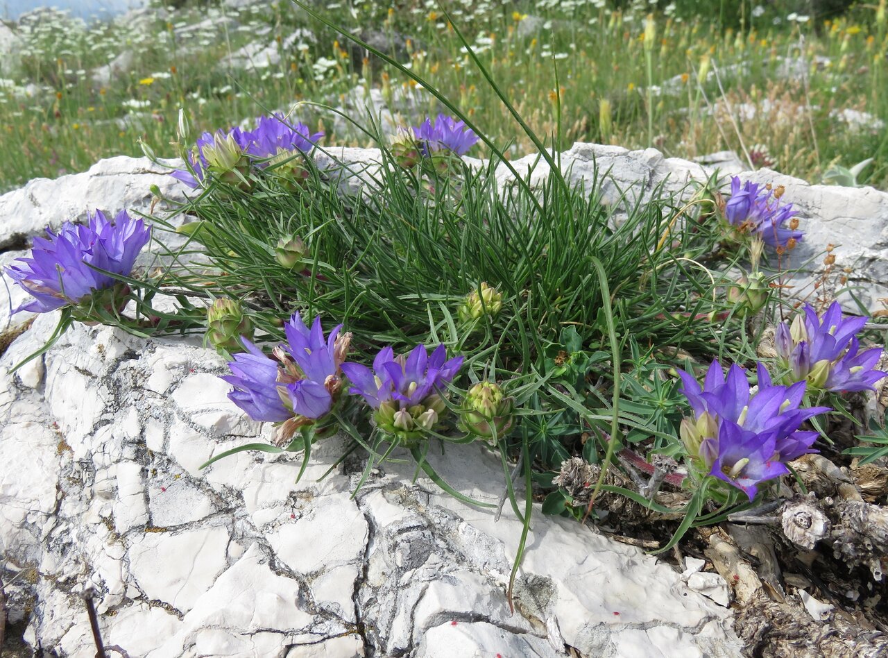Image of Edraianthus tenuifolius specimen.