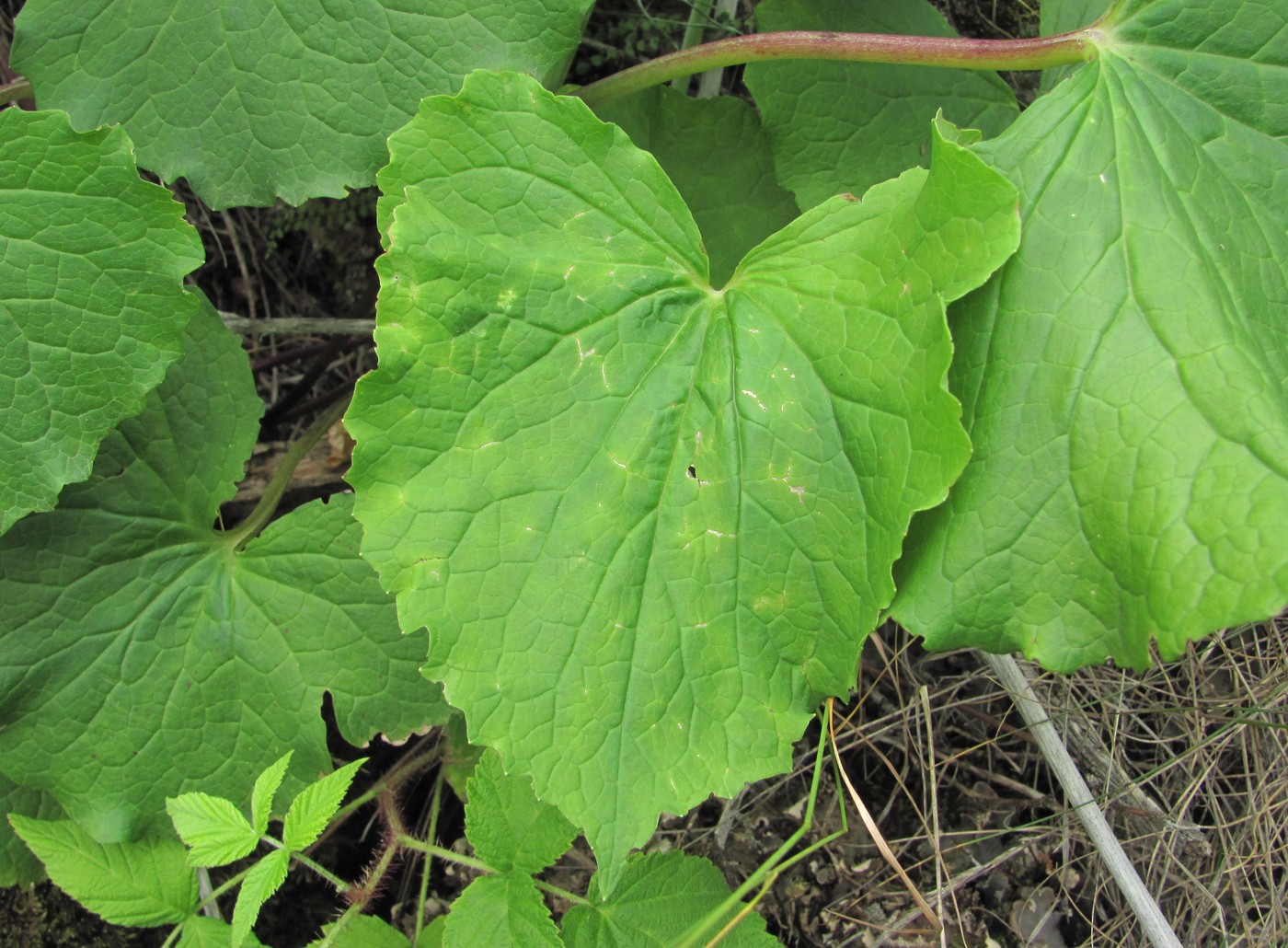 Изображение особи Valeriana alliariifolia.
