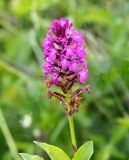 Anacamptis pyramidalis