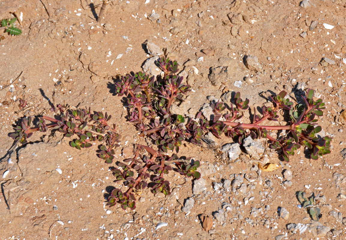 Изображение особи Portulaca oleracea.