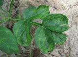 Dictamnus caucasicus