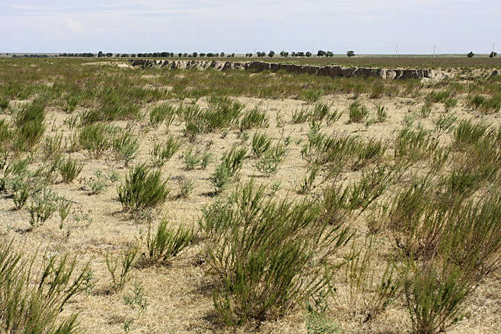 Image of Artemisia cina specimen.