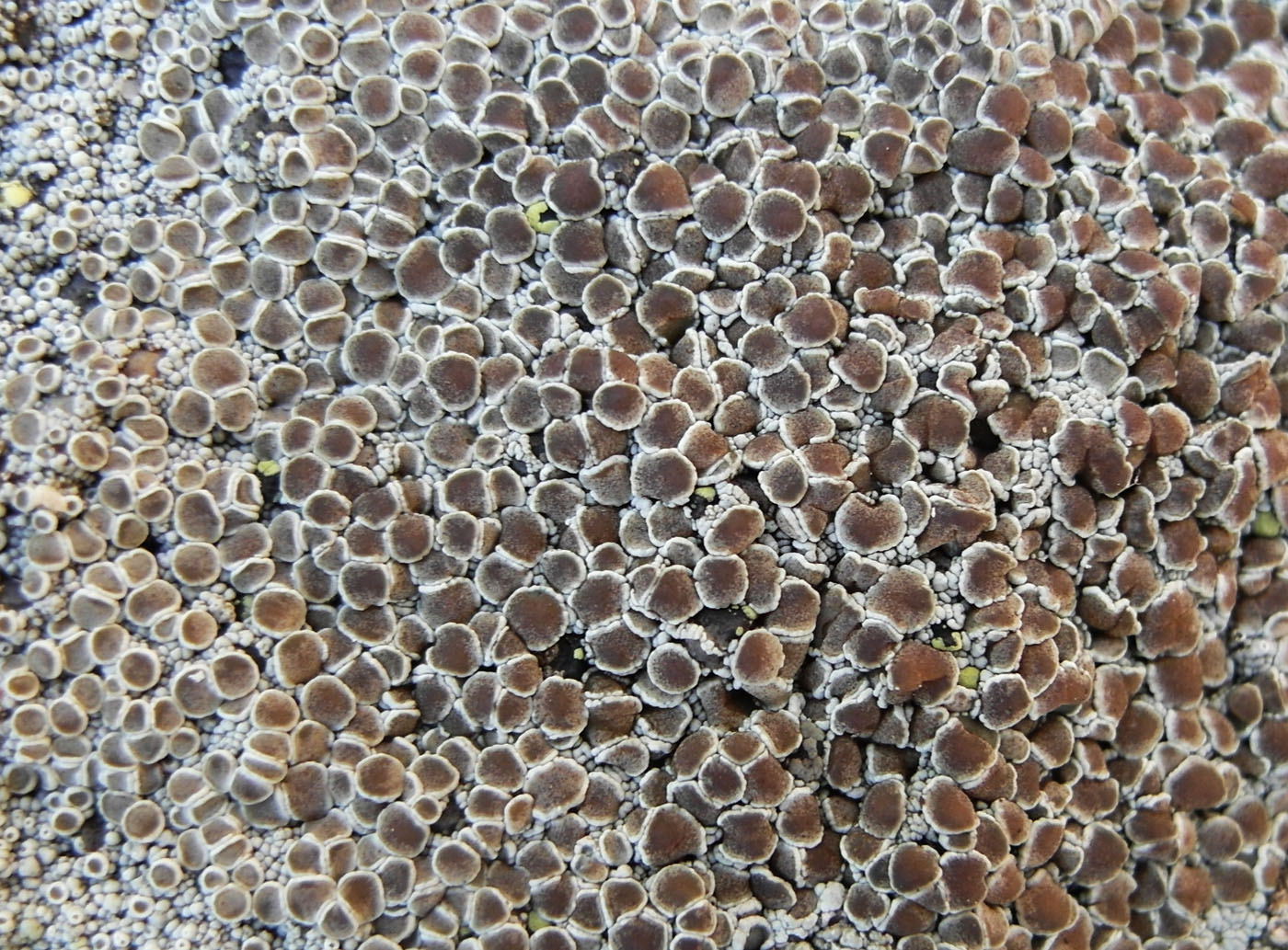 Изображение особи Lecanora cenisia.