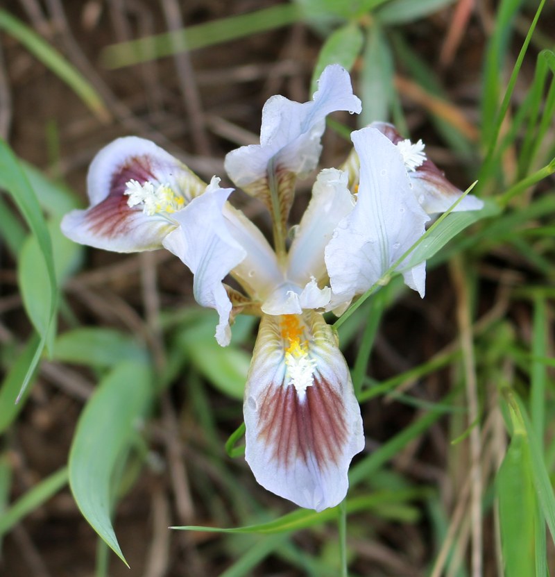 Image of Iris pumila specimen.