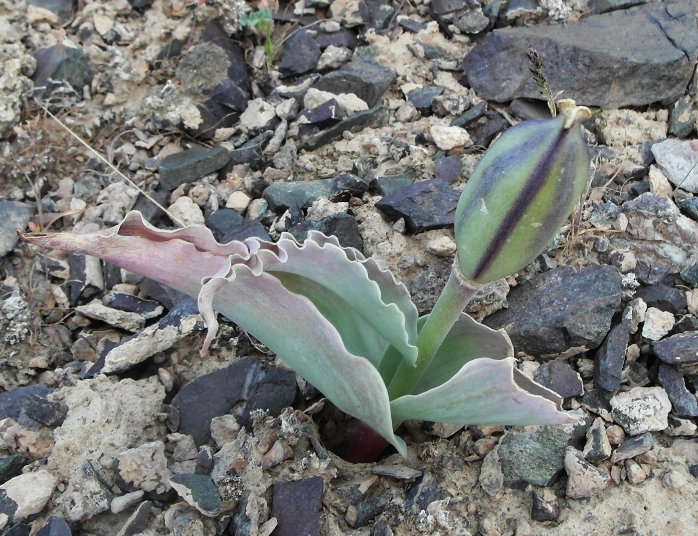 Изображение особи Tulipa alberti.