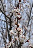 Armeniaca vulgaris. Часть ветви с цветками. Самарская обл., гор. округ Жигулёвск, с. Ширяево, в культуре. 02.05.2021.