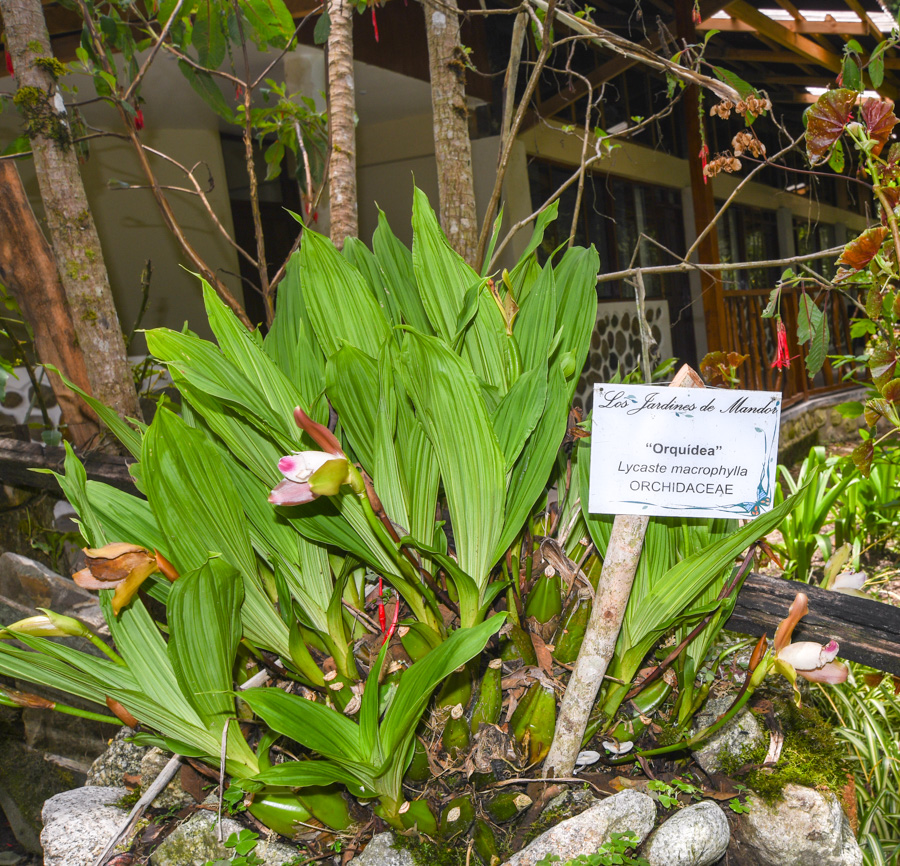 Image of Lycaste macrophylla specimen.