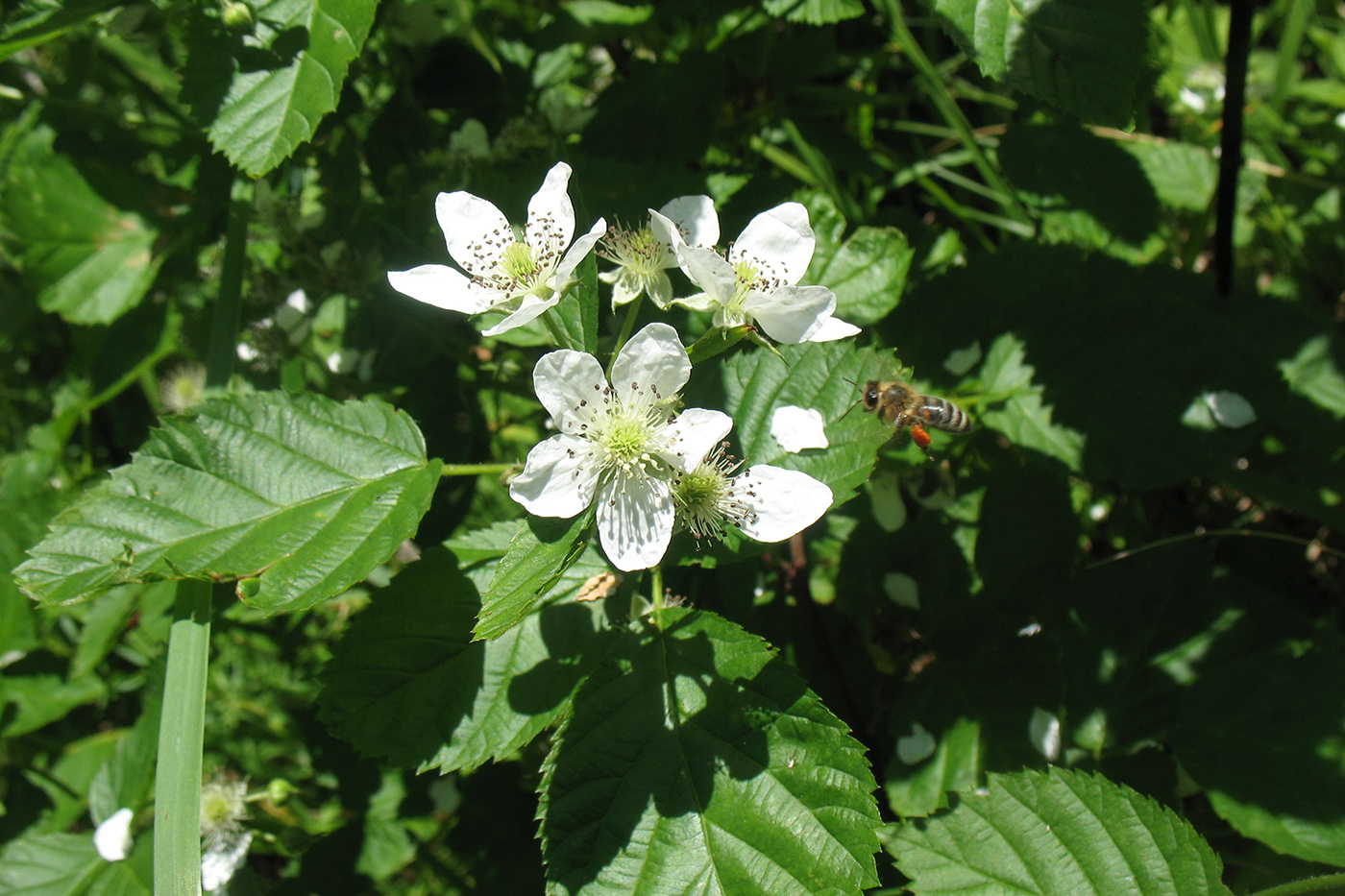 Изображение особи Rubus nessensis.