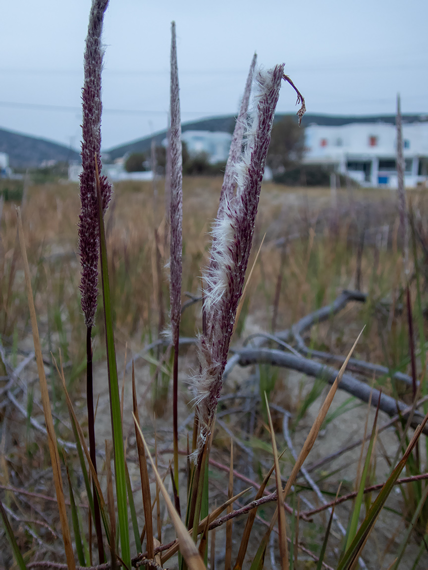 Image of Imperata cylindrica specimen.