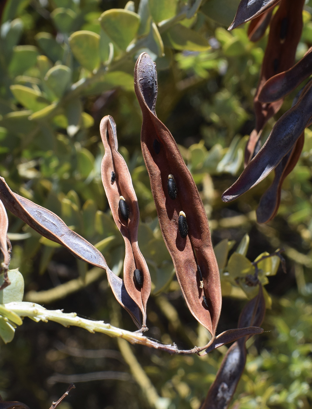 Изображение особи Acacia cultriformis.