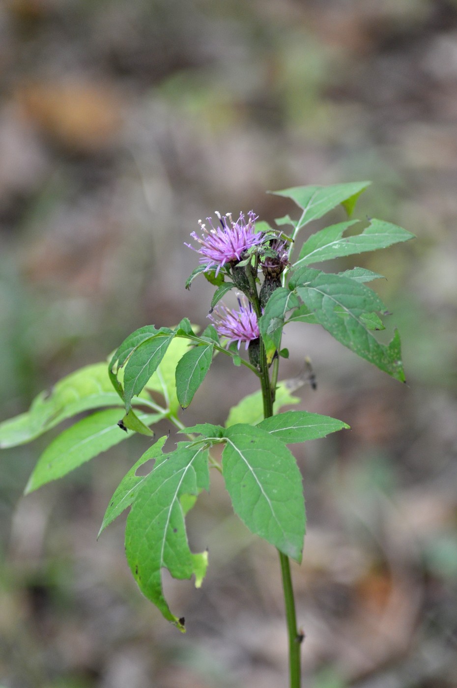 Image of Klasea quinquefolia specimen.