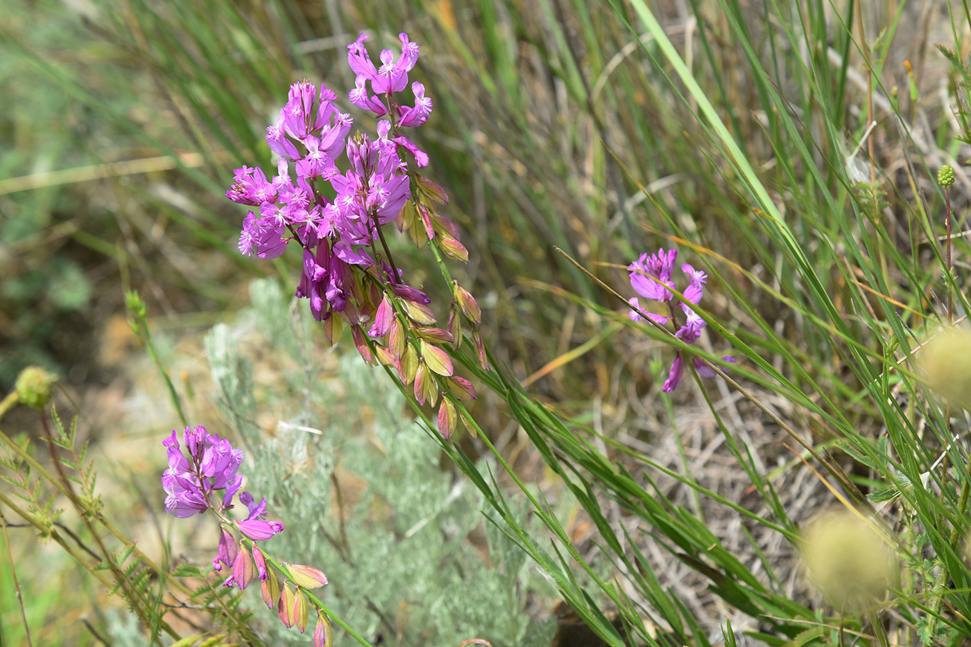 Image of Polygala major specimen.