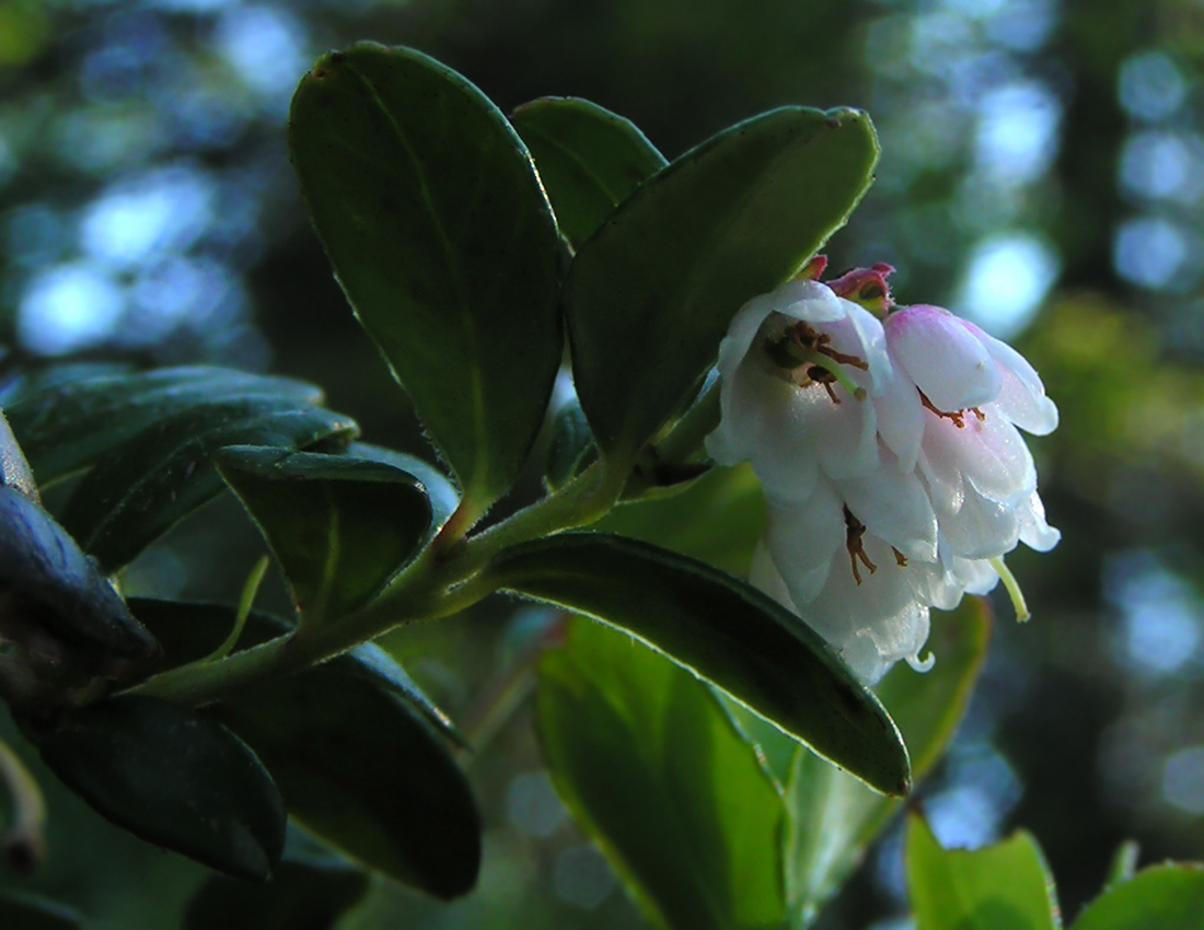 Изображение особи Vaccinium vitis-idaea.