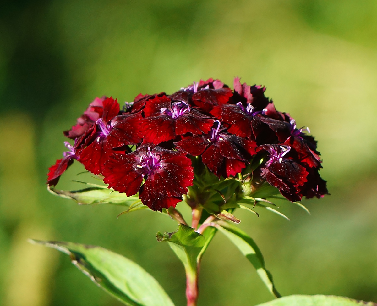 Image of Dianthus barbatus specimen.