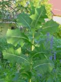 Lactuca serriola