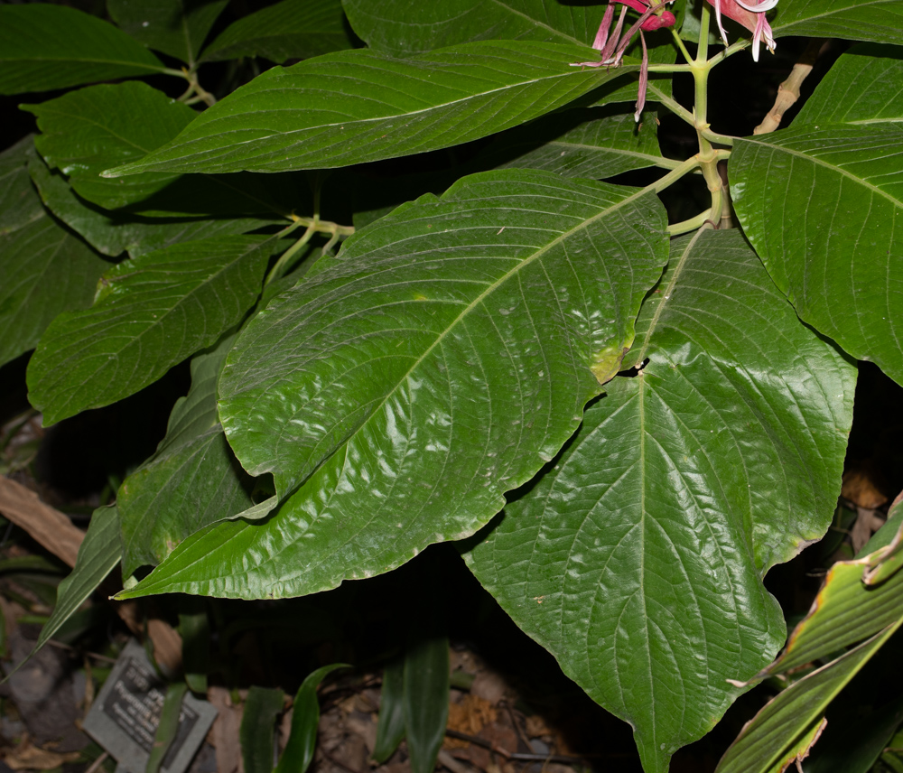 Image of Megaskepasma erythrochlamys specimen.