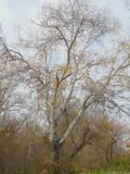 Populus alba