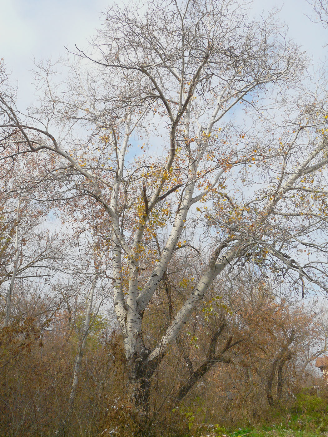 Изображение особи Populus alba.