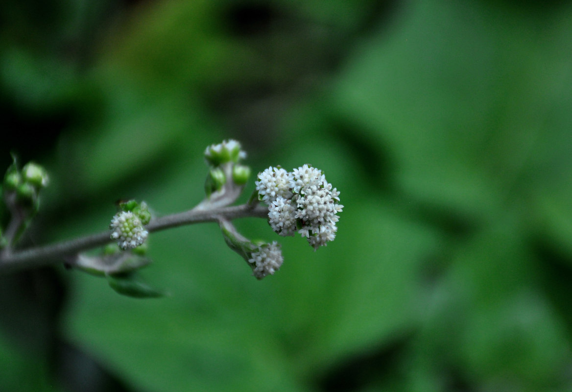 Image of Adenocaulon adhaerescens specimen.